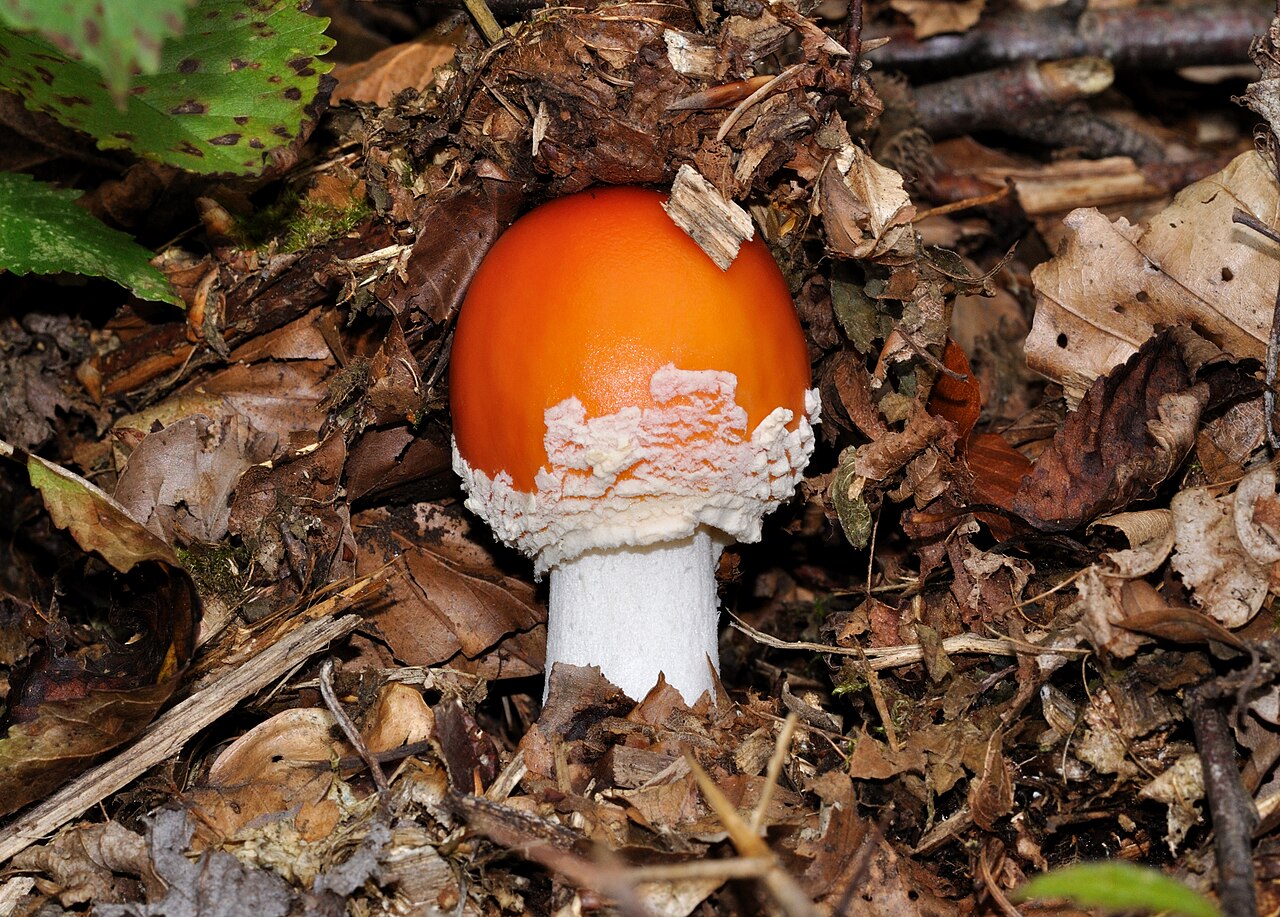 Amanita muscaria in button stage on forest litter